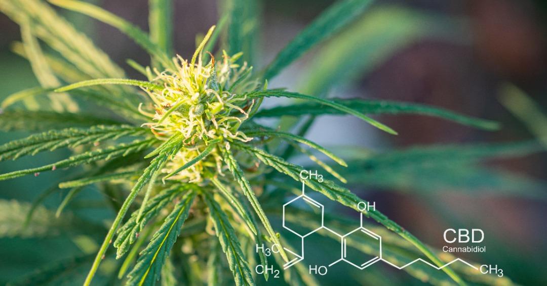 Where Can CBD Products for Anti-Inflammatory Effects Be Applied? | Natural Smoke